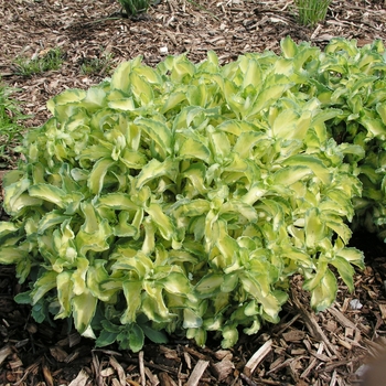 Sedum alboroseum (erythrostictum) 'Mediovariegatum'