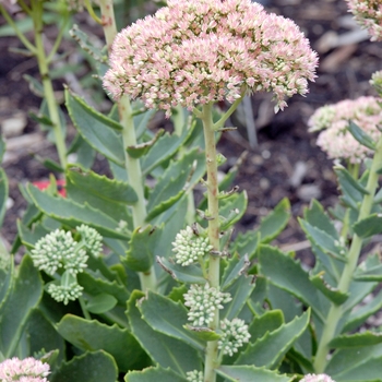 Sedum 'Jaws'