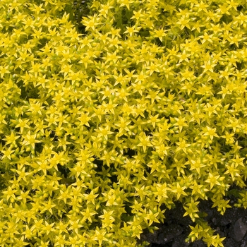 Sedum acre 'Gold Carpet' 