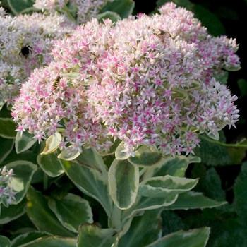 Sedum 'Frosty Morn' 