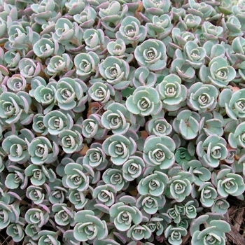 Sedum cauticola 'Purpurine'