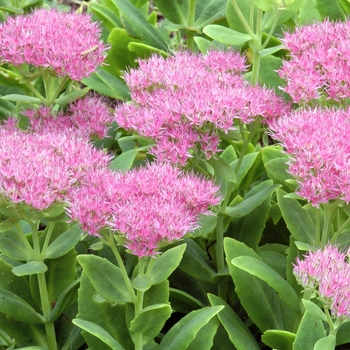 Sedum spectabile 'Carmen' 