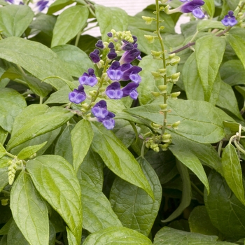 Scutellaria hybrid 'Veranda' 