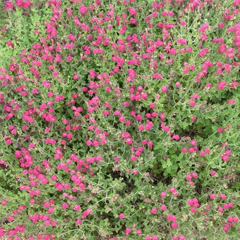 Scutellaria suffruticosa