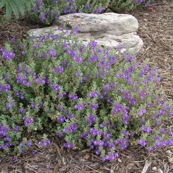 Scutellaria drummondii