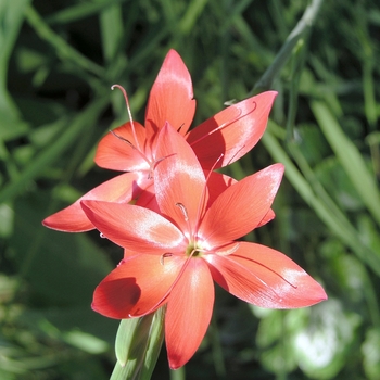 Schizostylis coccinea