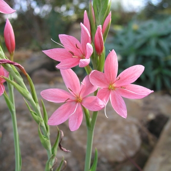 Schizostylis coccinea 'Fenland Daybreak'