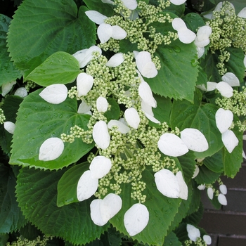 Schizophragma hydrangeoides '' (018288)