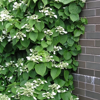 Schizophragma hydrangeoides