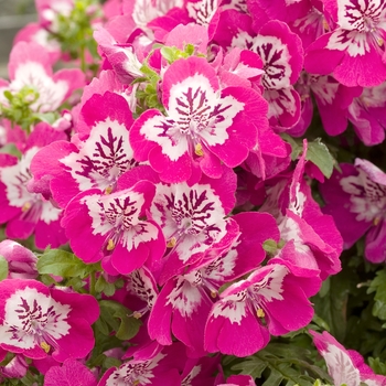 Schizanthus 'Treasure Trove Deep Rose Bicolor'