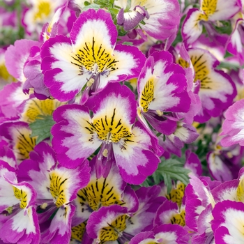 Schizanthus 'Treasure Trove Lilac Bicolor' 