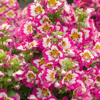 Schizanthus 'Treasure Trove Rose Bicolor'