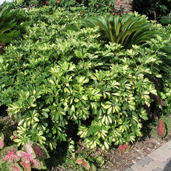 Schefflera arboricola 'Variegata'