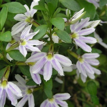 Scaevola aemula 'Zig Zag'