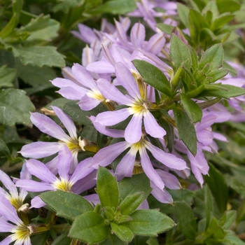 Scaevola 'Light Blue' 