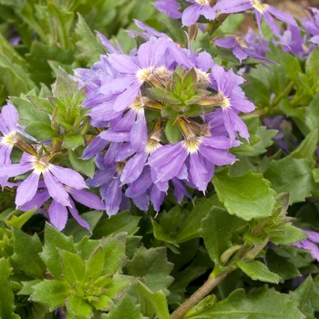 Scaevola 'Blue' 