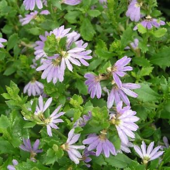 Scaevola aemula 'Blue Ribbon' 