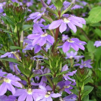 Scaevola aemula 'Purple Fan' 