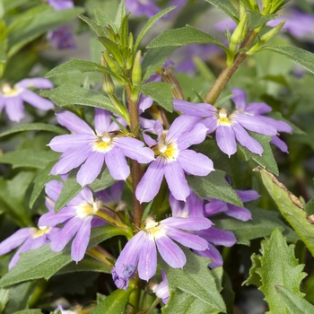 Scaevola aemula 'Blue' 