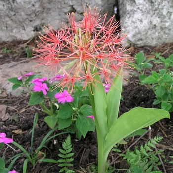 Scadoxus multiflorus 