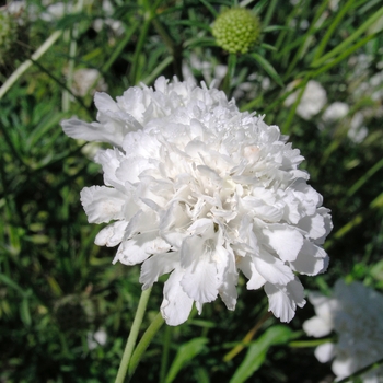 Scabiosa caucasica 'Alba'