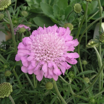 Scabiosa columbaria 'Pink Mist' 