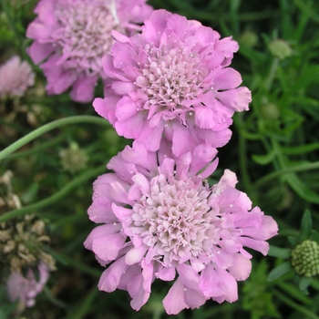 Scabiosa columbaria 'Pink Mist'