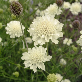 Scabiosa ochroleuca