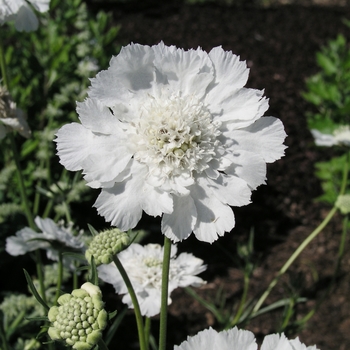 Scabiosa caucasica 'Perfecta Alba' 