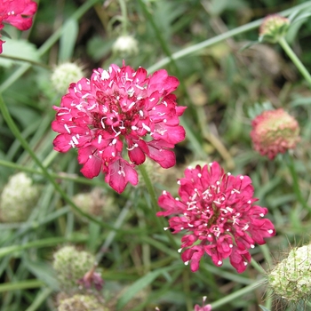 Scabiosa atropurpurea 'Fire King' 