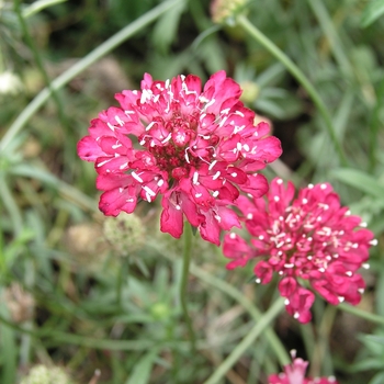 Scabiosa atropurpurea 'Fire King' 