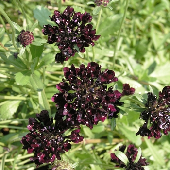 Scabiosa atropurpurea 'Chat Nior'