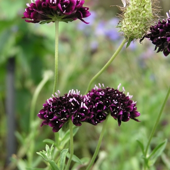 Scabiosa atropurpurea 'Chat Nior' 