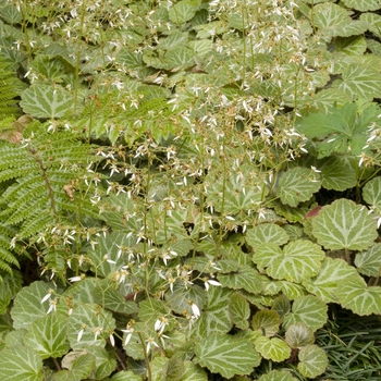 Saxifraga stolonifera