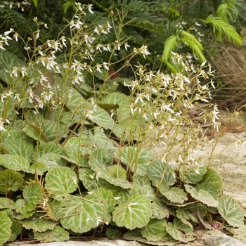 Saxifraga stolonifera 