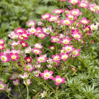 Saxifraga x arendsii 'Purple Robe'