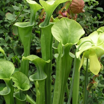 Sarracenia oreophila 