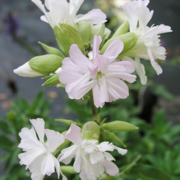 Saponaria officinalis 'Flore Pleno' 