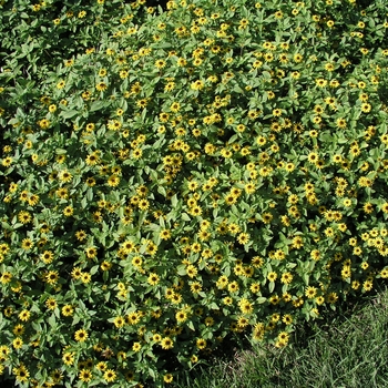 Sanvitalia procumbens 'Yellow Sprite' 