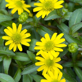 Sanvitalia procumbens 'Penny Star'