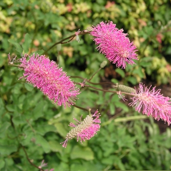 Sanguisorba obtusa 