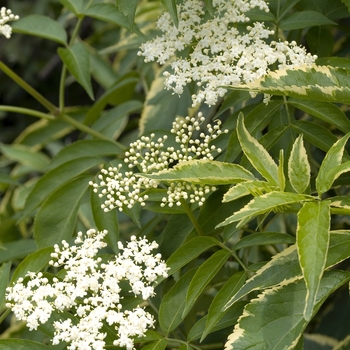 Sambucus nigra 'Variegata' 