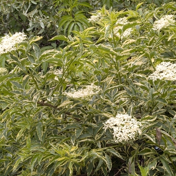 Sambucus nigra 'Variegata'