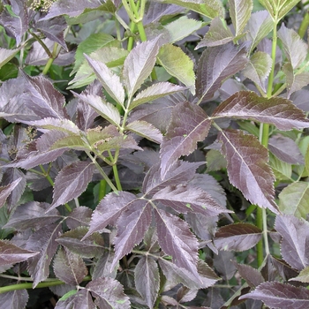 Sambucus nigra 'Guincho Purple'