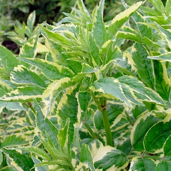 Sambucus nigra 'Marginata'