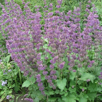 Salvia verticillata 'Purple Rain' 