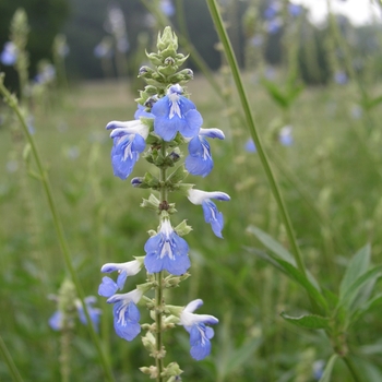 Salvia uliginosa 