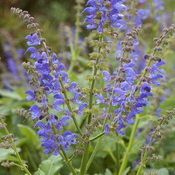 Salvia transylvanica 'Blue Cloud' 