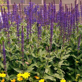 Salvia x sylvestris 'Viola Klose' 