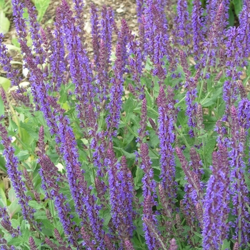 Salvia x sylvestris 'Lubeca'